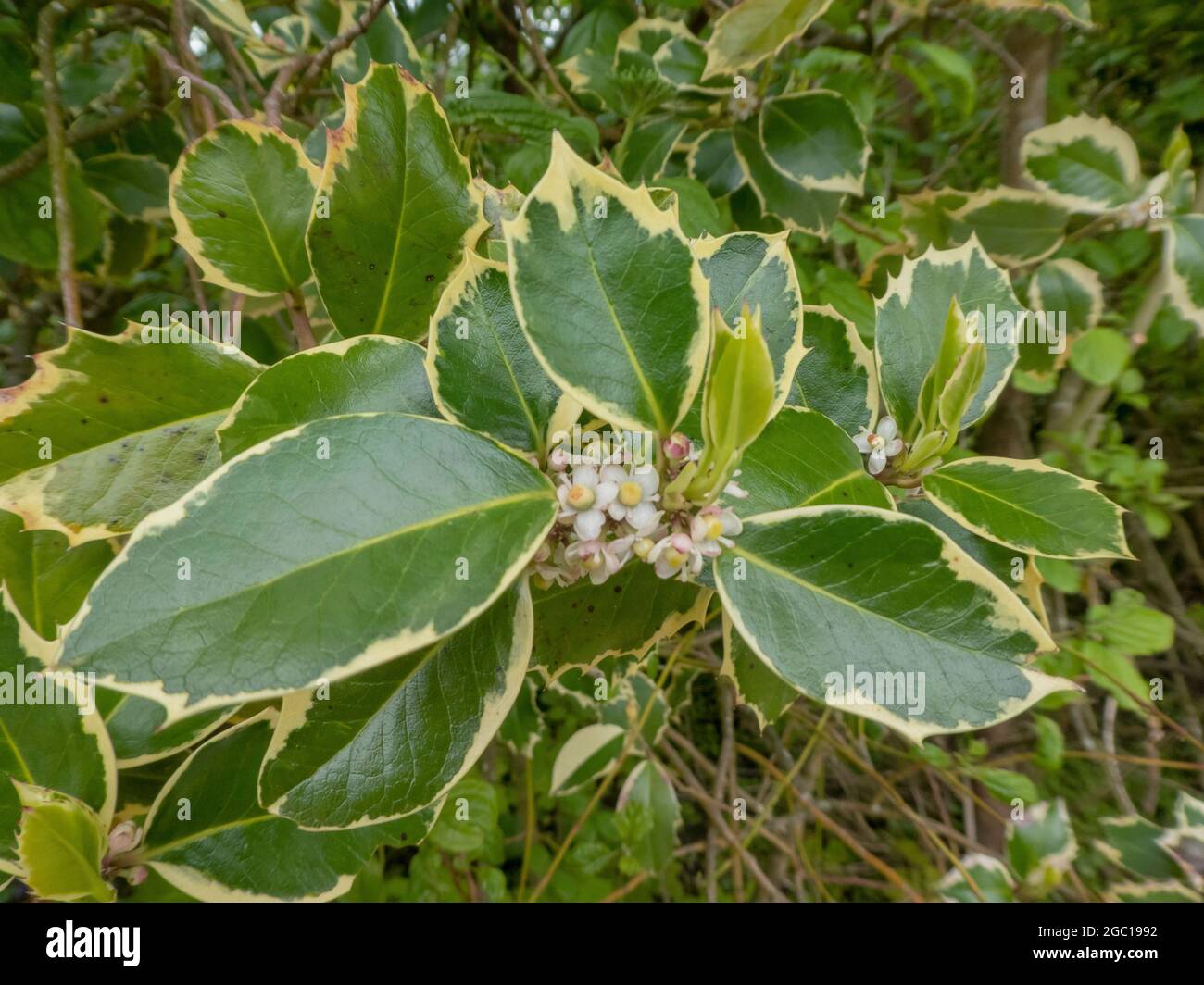 Agrifoglio, agrifoglio comune, agrifoglio inglese, agrifoglio europeo, agrifoglio natalizio (Ilex aquifolium), fioritura, Germania Foto Stock