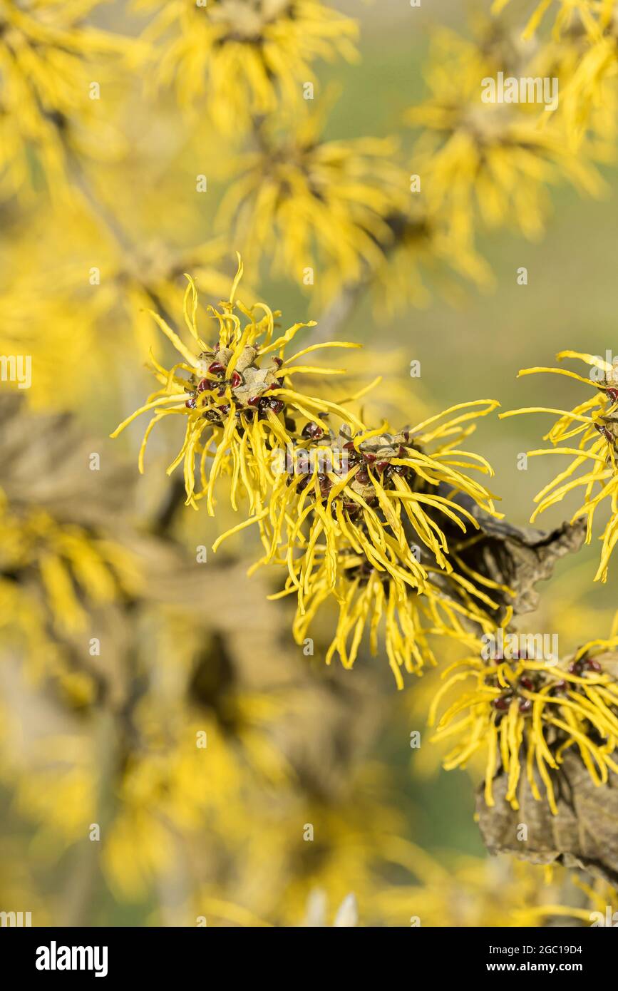 Hazel (Hamamelis intermedia 'Allgold', Hamamelis x intermedia 'Allgold'), fioritura, cultivar Allgold Foto Stock