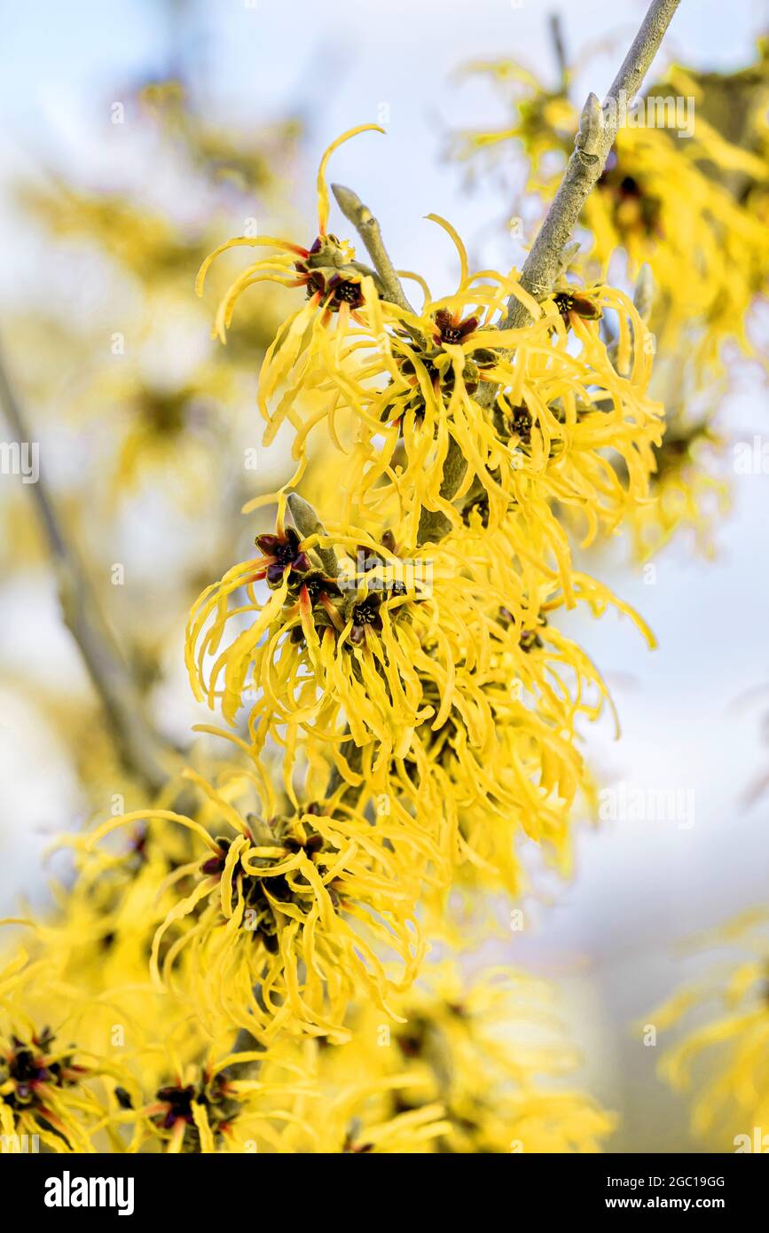 Hazel (Hamamelis intermedia 'Robert', Hamamelis intermedia Robert, Hamamelis x intermedia), branca in fiore, cultivar Robert Foto Stock