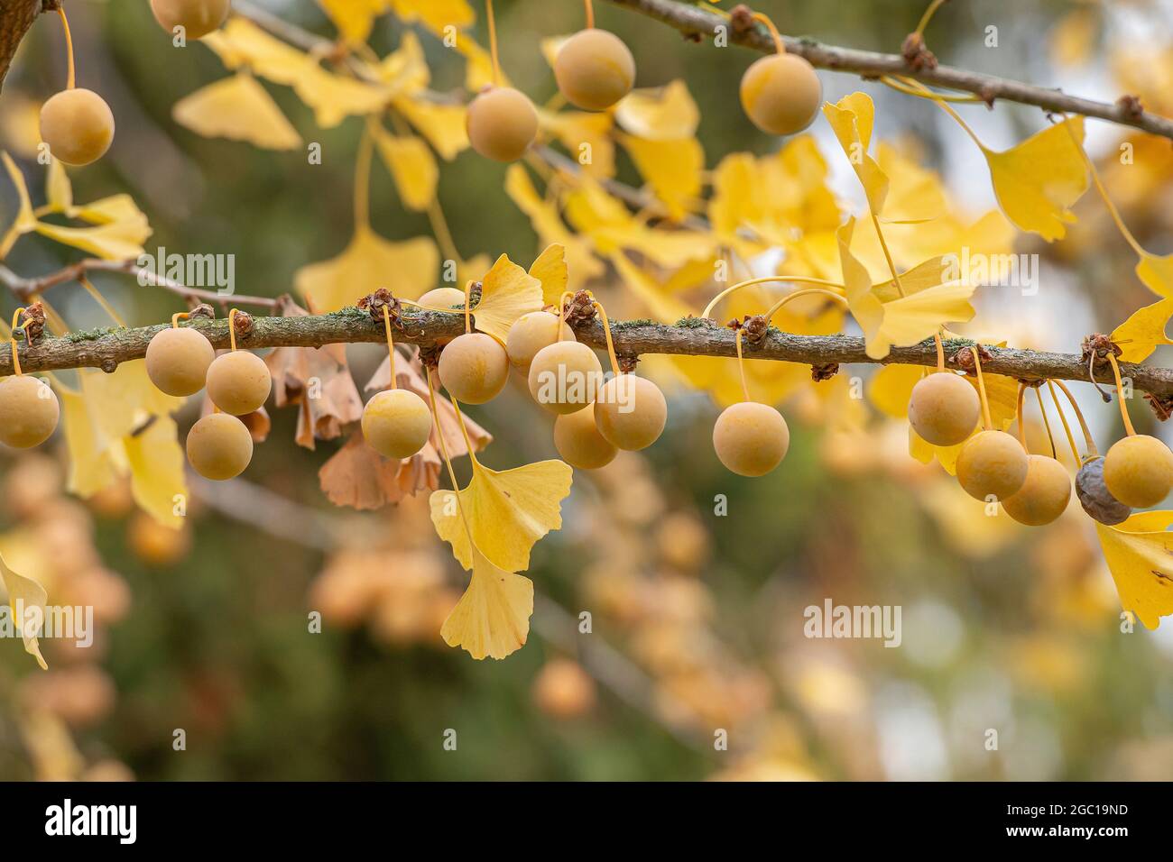 Albero di maidenhair, albero di Ginkgo, albero di Gingko, albero di Ginko (Ginkgo biloba), semi su un albero Foto Stock