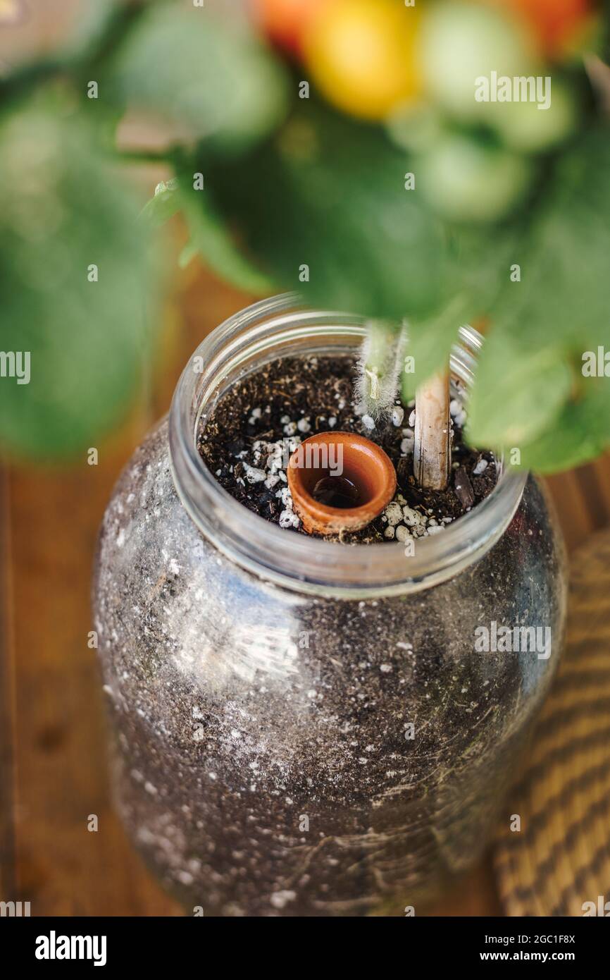 Primo piano vista di un sistema di irrigazione crock pot sepolto in una pentola con una pianta coltivata in casa di pomodori ciliegi. Home Giardino biologico e verdure fresche eco con Foto Stock