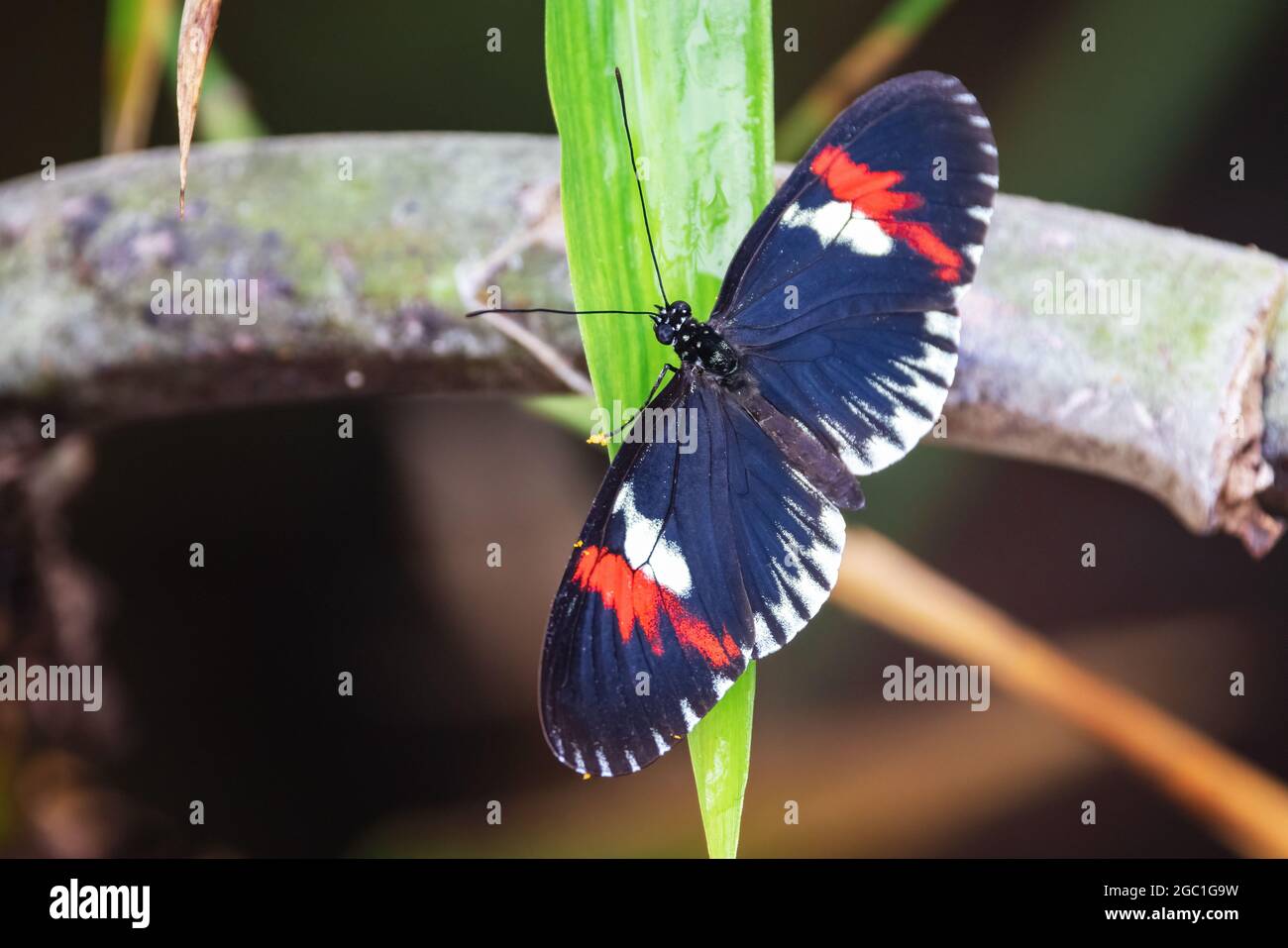 Closeup di una farfalla del Postman centrale o sudamericana, Heliconius melpomene, appiccicata su una foglia. Vista dorsale che mostra l'apertura alare da 7 a 8 cm. Foto Stock