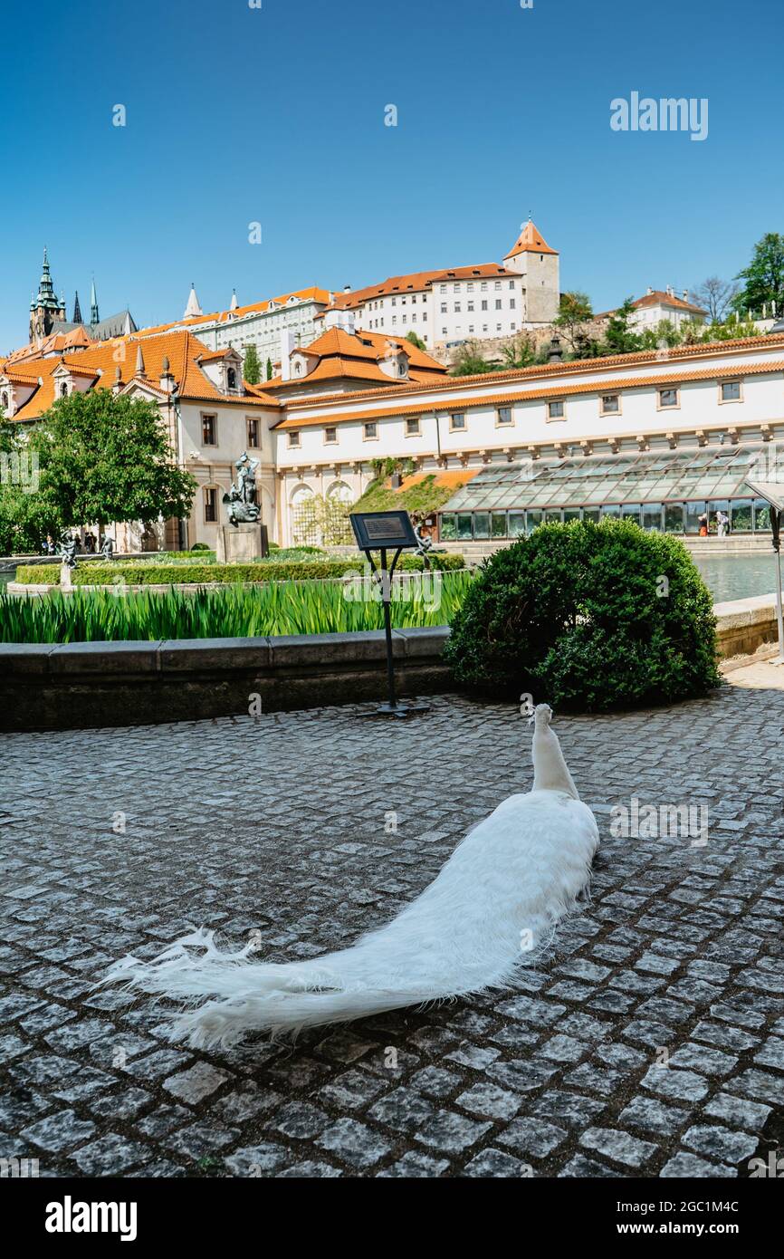 Panorama di Praga, Repubblica Ceca. Pavone bianco a Wallenstein, Valdstejn, Giardino costruito in stile barocco con bellissimo stagno e fontana. Foto Stock