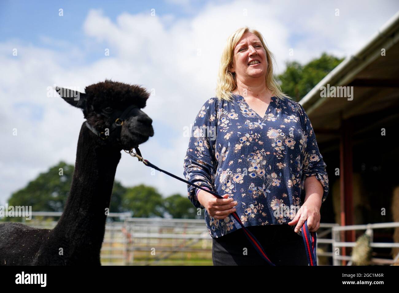 Geronimo l'alpaca con il proprietario Helen Macdonald, prima di essere rimosso dalla Shepherds Close Farm a Wooton sotto Edge, Gloucestershire, a seguito di ordini del Dipartimento per l'ambiente, l'alimentazione e gli affari rurali (Defra) che è messo giù dopo che ha provato due volte positivo per la tubercolosi bovina (BTB). La sig.ra Macdonald ha perso un ricorso della High Court il mese scorso per impedire che Geronimo, la sua alpaca, venga uccisa, consentendo all'Agenzia per la salute degli animali e delle piante (APHA) di sequestrare Geronimo per la distruzione. Data immagine: Venerdì 6 agosto 2021. Foto Stock