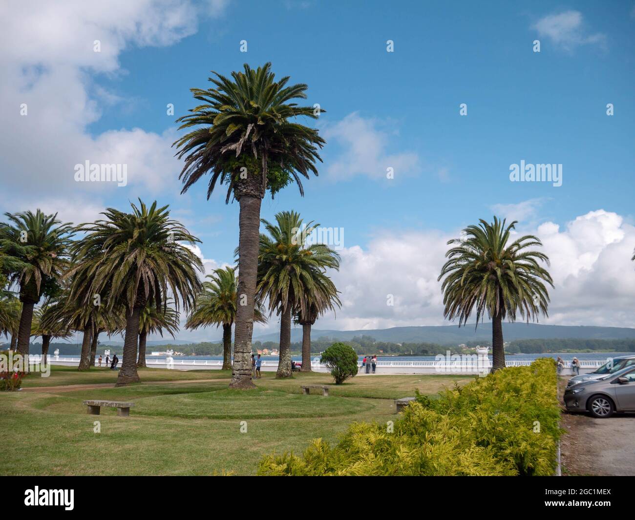 LA TOJA, SPAGNA - 24 LUGLIO 2021: Palme nella località di lusso dell'isola di la Toja, Pontevedra, Galizia, Spagna Foto Stock