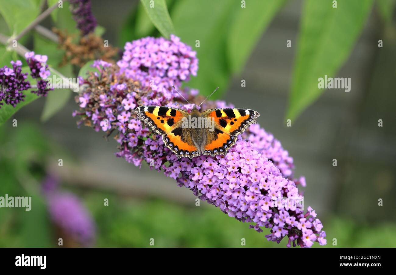 Primo piano di una piccola farfalla di tartaruga dai colori vivaci con le ali aperte che riposano su un giardino fiorito in estate Foto Stock