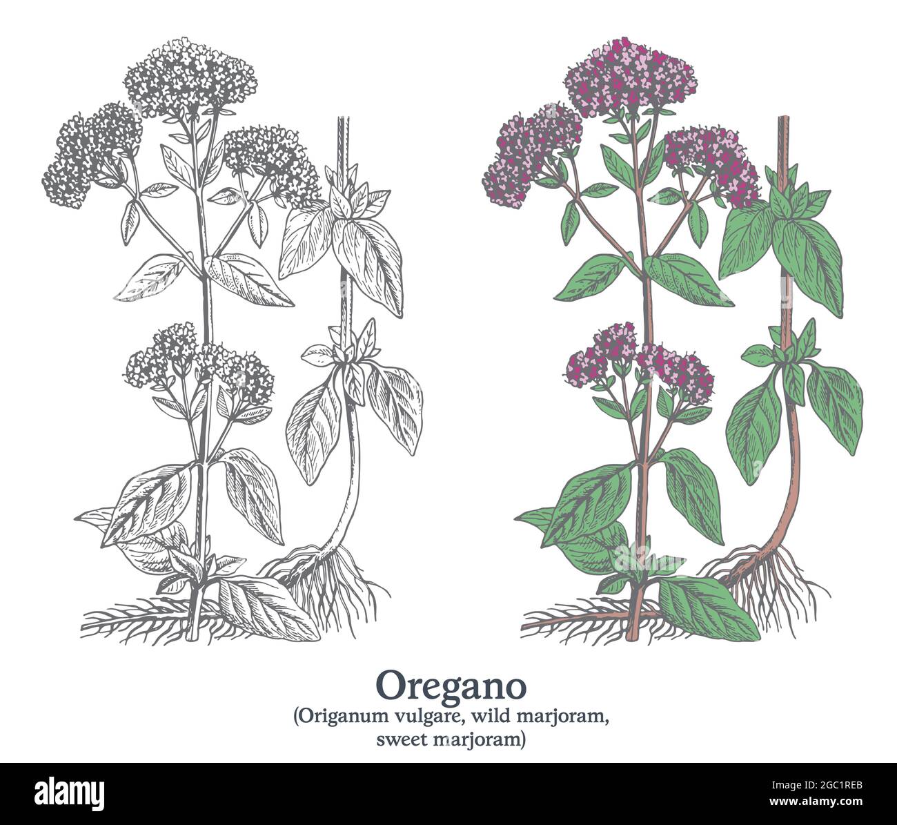 Origano. Vettore colorato disegnato a mano pianta. Disegno di piante medicinali vintage. Illustrazione Vettoriale