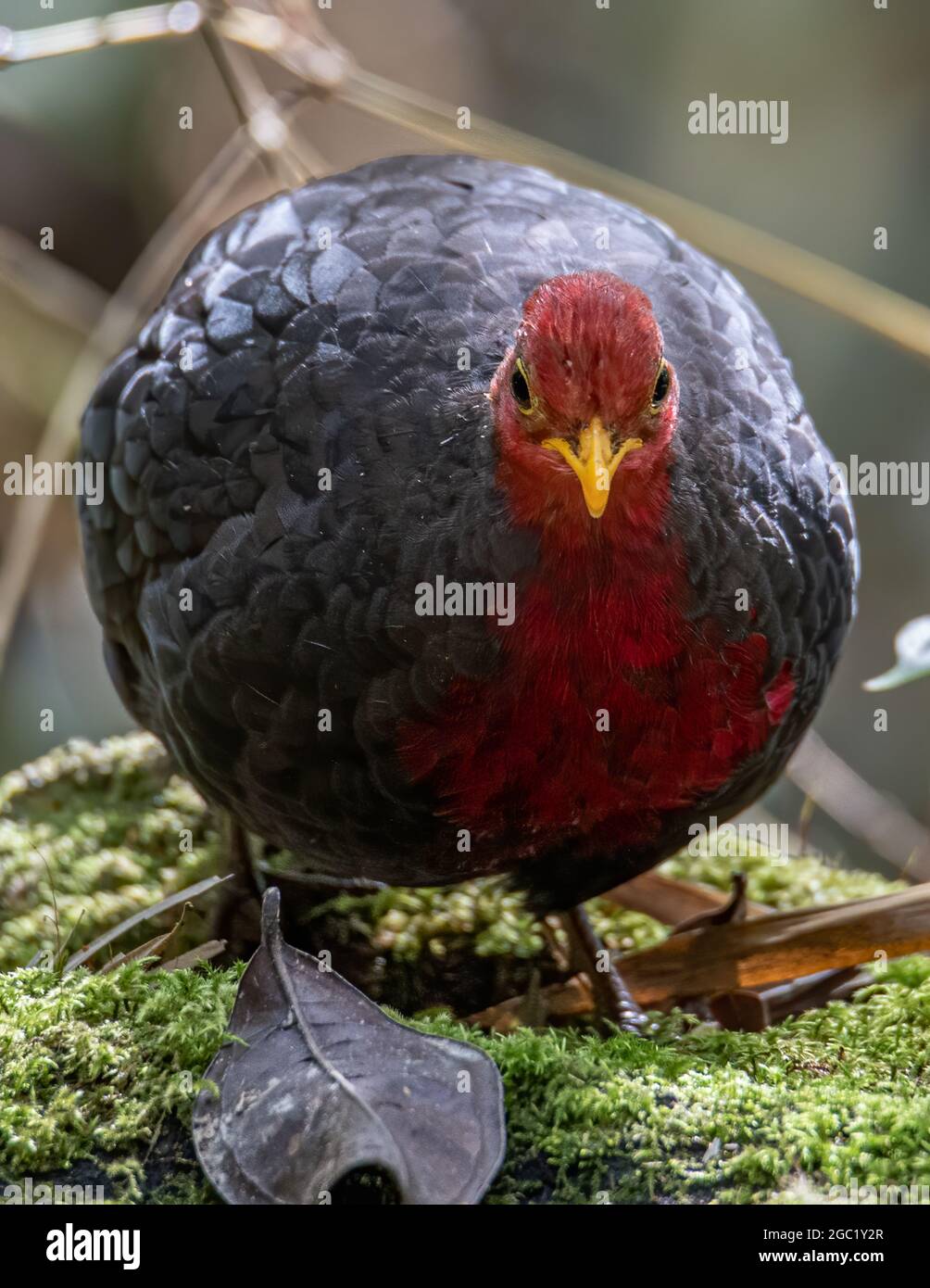 Natura fauna selvatica uccello di tridge testa di cremisi sulla foresta pluviale profonda giungla, è endemica per l'isola di Borneo Foto Stock
