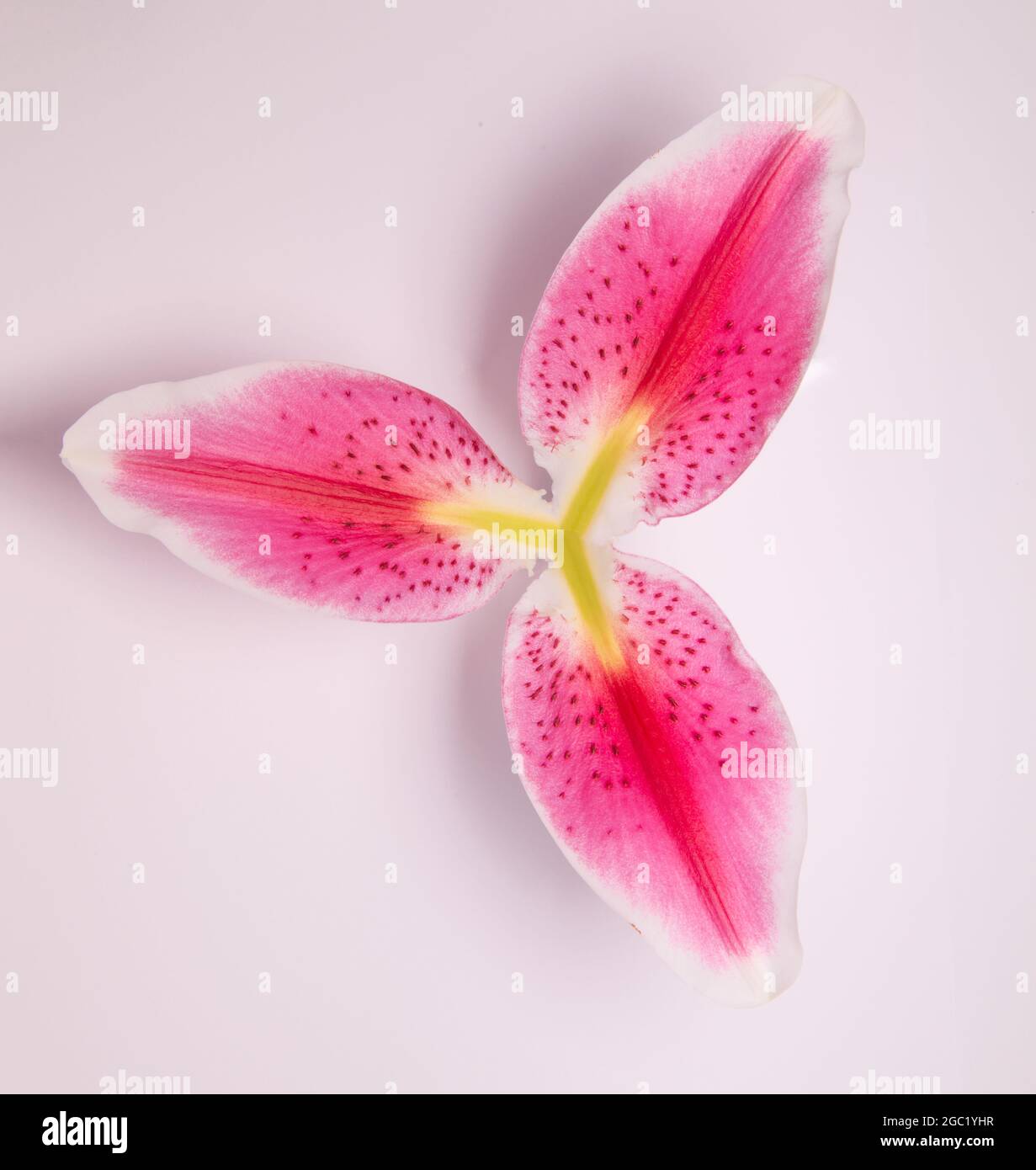 Una texture ravvicinata di un fiore isolato su sfondo bianco Foto Stock