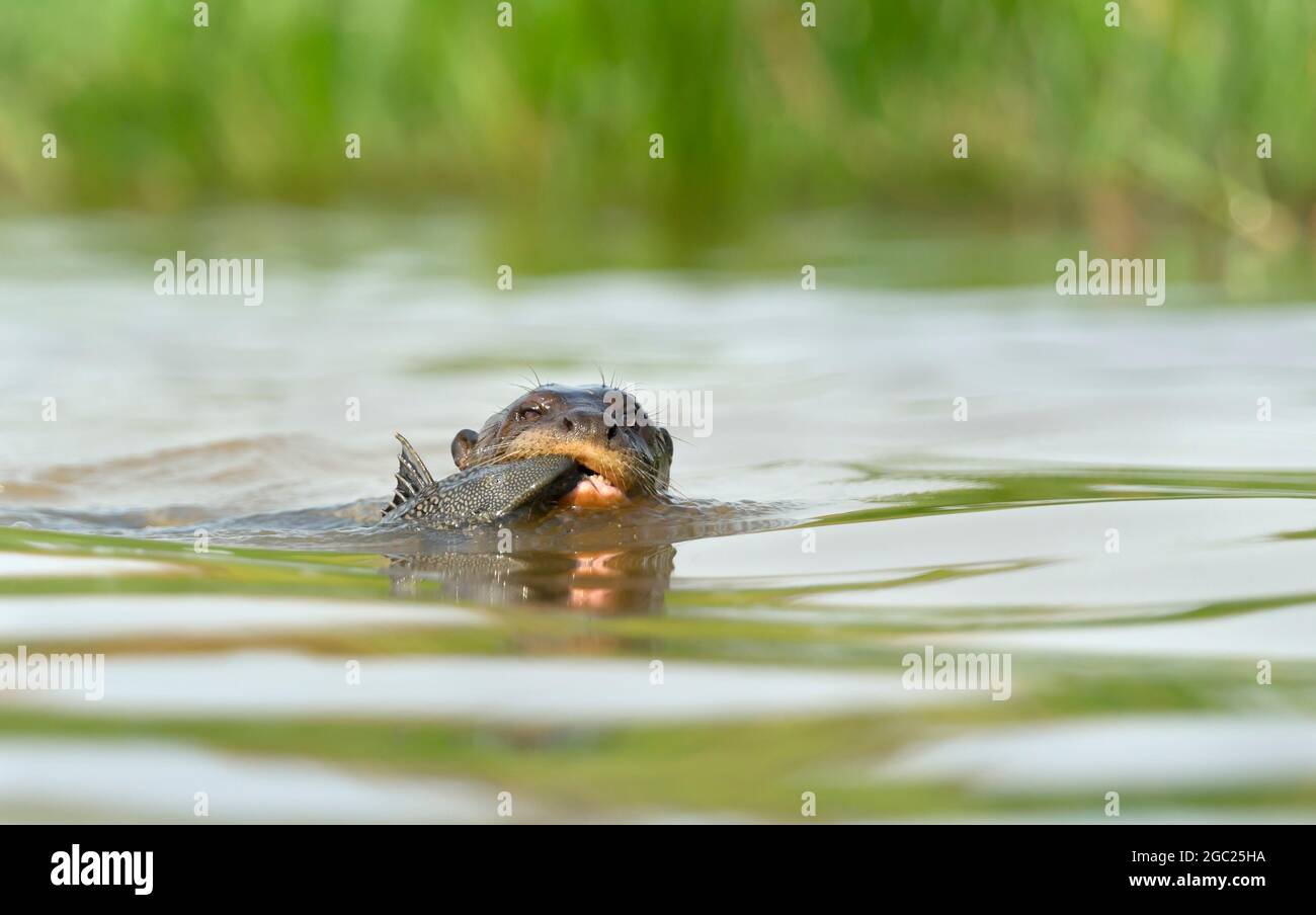 Primo piano di una gigantesca lontra fiume che mangia un pesce in acqua, Pantanal, Brasile. Foto Stock