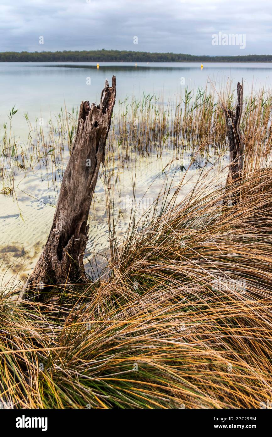 erba e alberi vicino all'acqua al lago di conjola Foto Stock