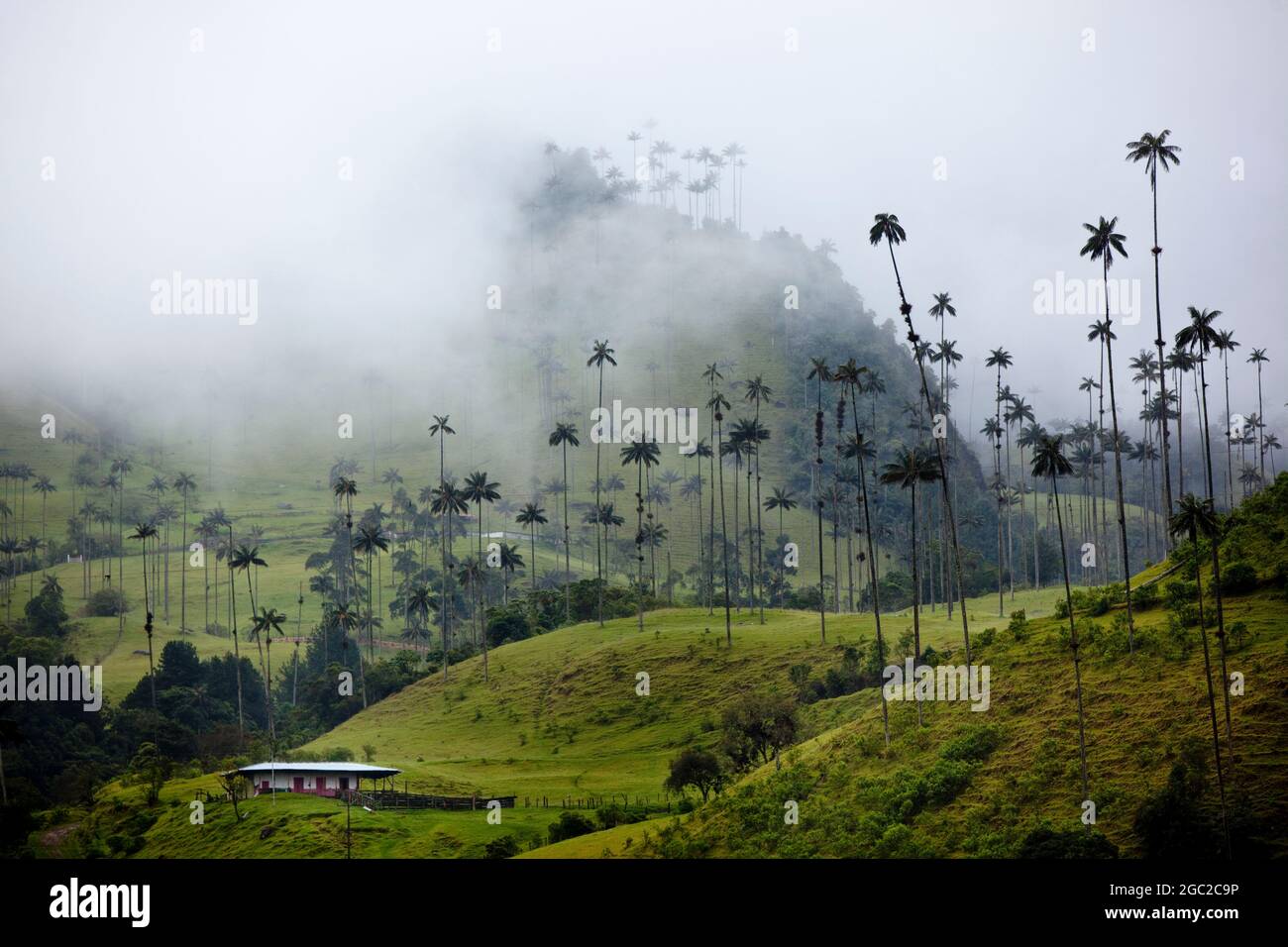 Gigantesche palme di cera avvolte nelle nebbie nella Valle di Cocora, Colombia. Foto Stock