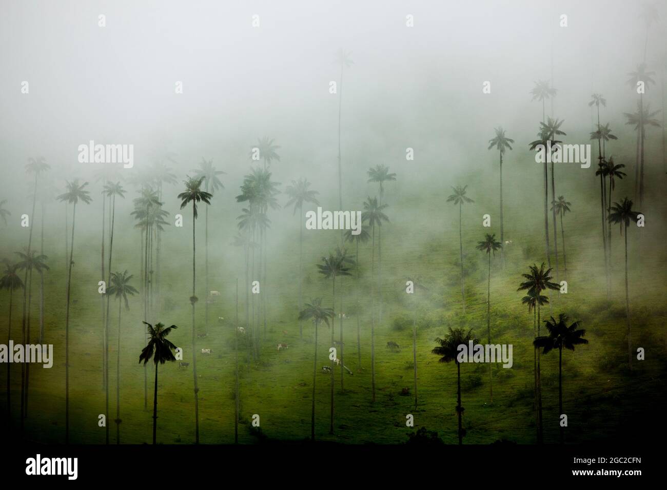 Gigantesche palme di cera avvolte nelle nebbie nella Valle di Cocora, Colombia. Foto Stock