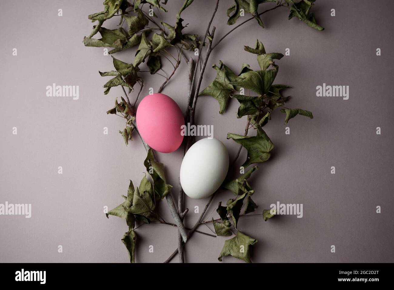 Uova con guscio d'uovo di colore rosa e bianco con ramoscelli e foglie di acero asciutte adagiarsi su fondo di colore grigio crema neutro. Foto Stock