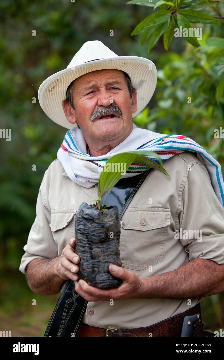 Arriero è diventato ambientalista spiega il valore della palma di cera gigante (e albero nazionale della Colombia) per l'ecologia nella valle di Cocora, Colombia. Foto Stock