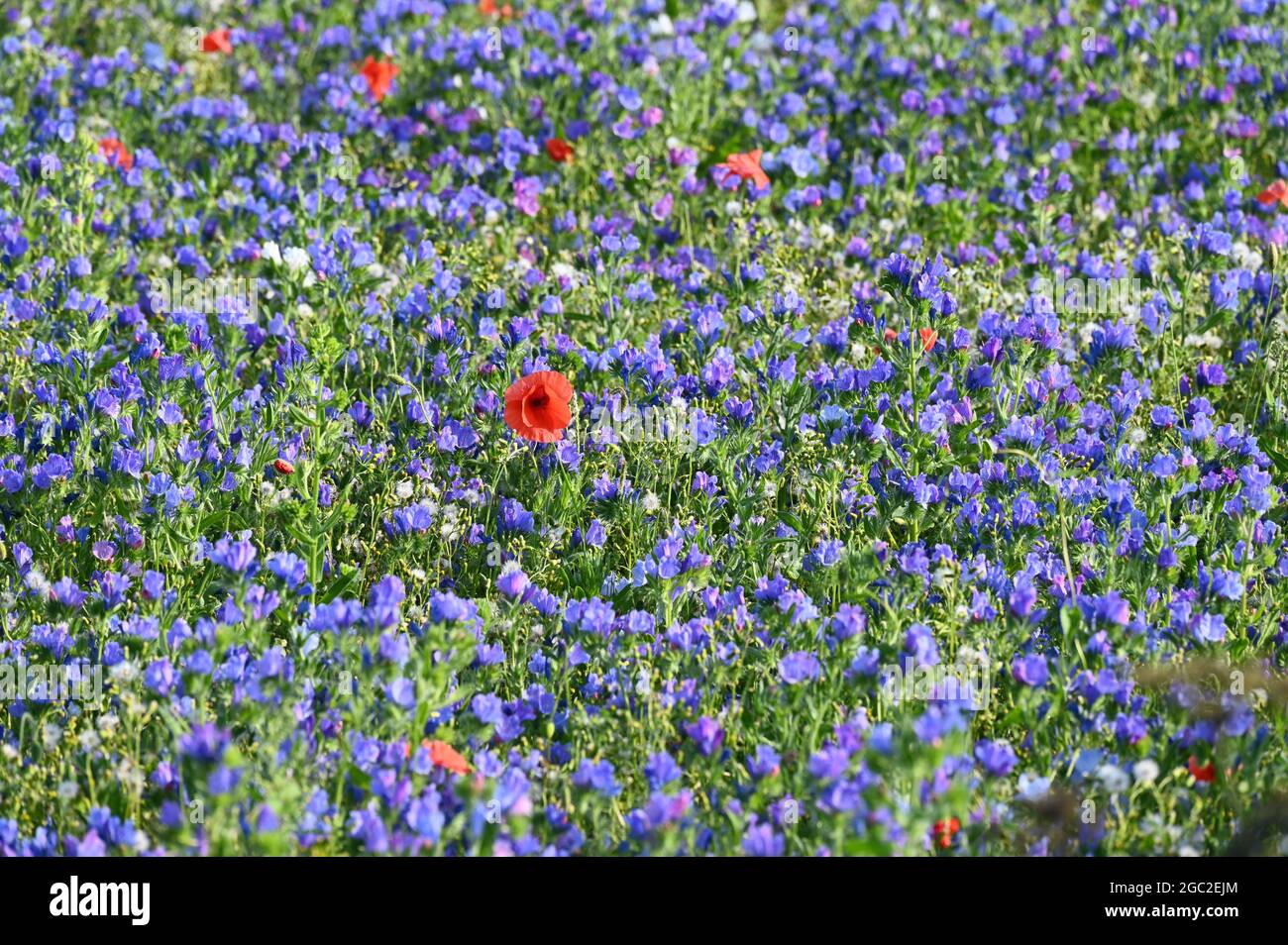 Campo di semi di lino in fiore vicino al nord Oxfordshire villaggio di Great Rollright Foto Stock