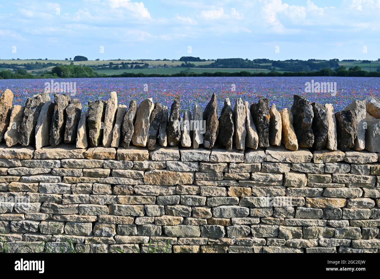 Campo di semi di lino in fiore vicino al nord Oxfordshire villaggio di Great Rollright Foto Stock
