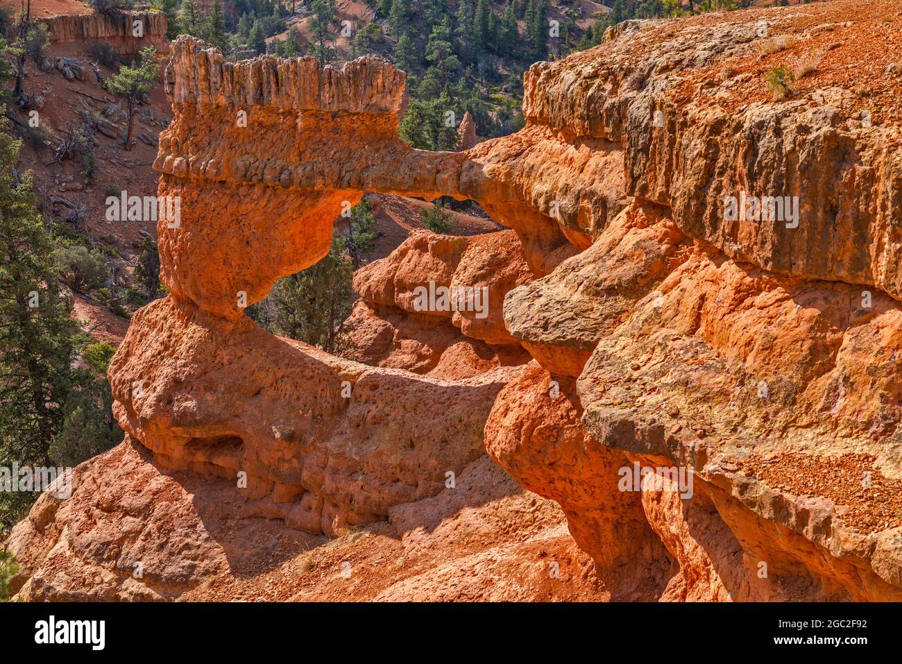 Finestra naturale nella formazione di arenaria, Arches Trail, Red Canyon, Dixie National Forest, vicino a Panguitch, Utah, Stati Uniti Foto Stock