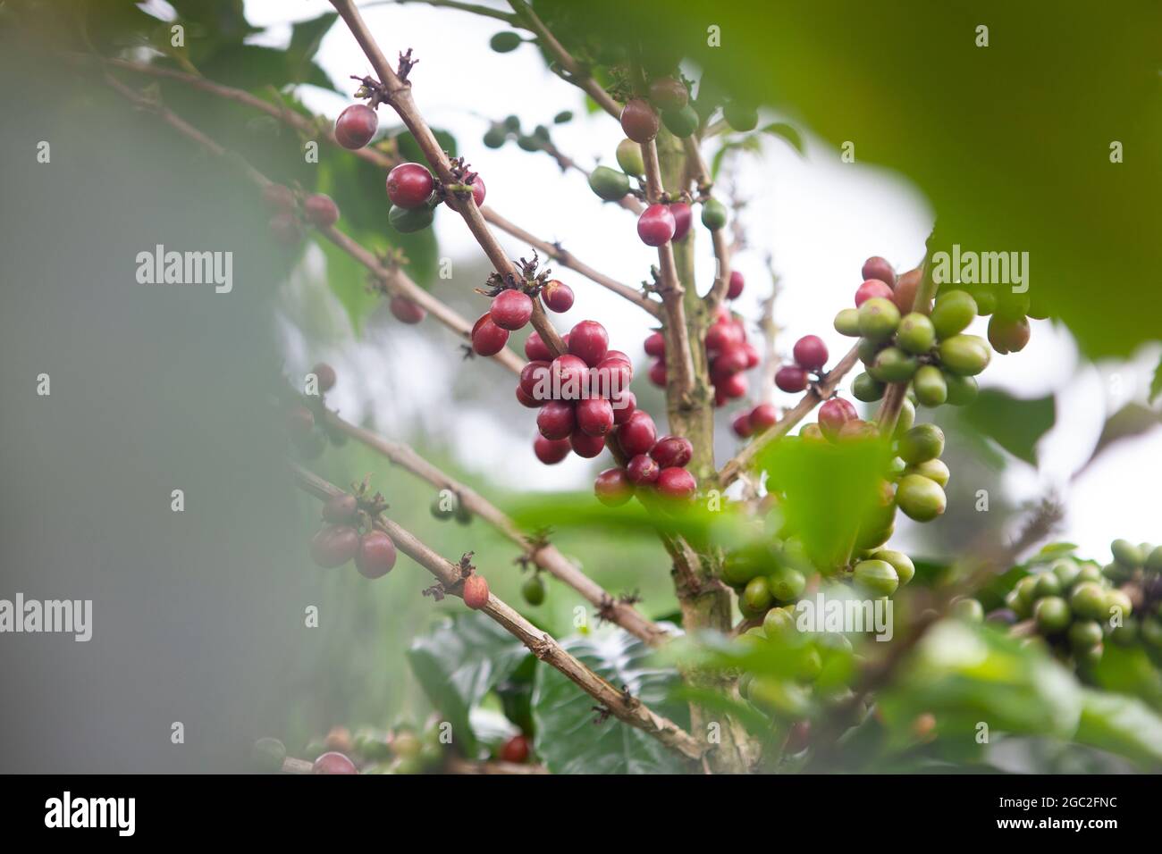 Ciliegie di caffè arabica fresche prima della raccolta. Foto Stock