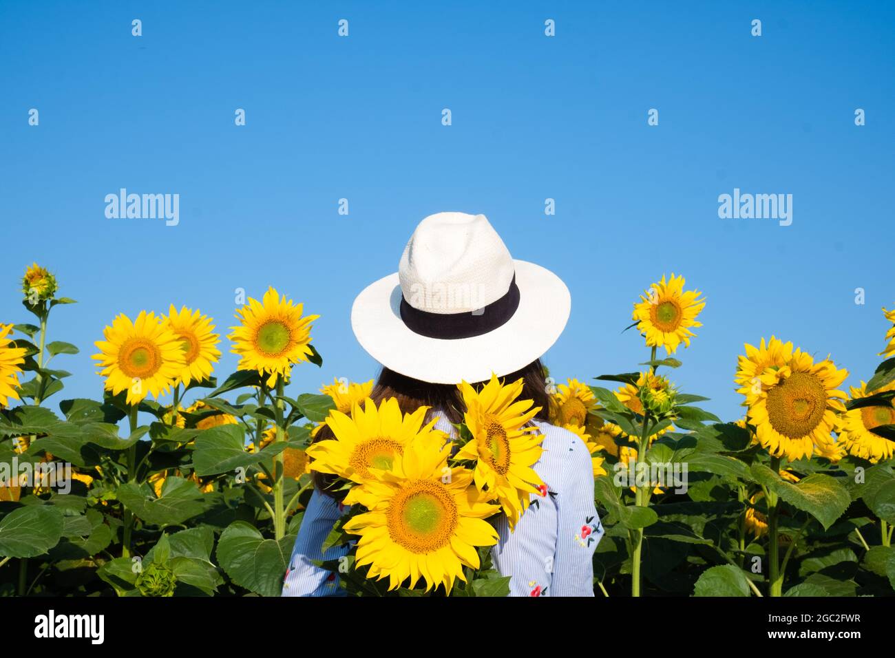 Ragazza in un campo di girasoli. Foto di alta qualità Foto Stock