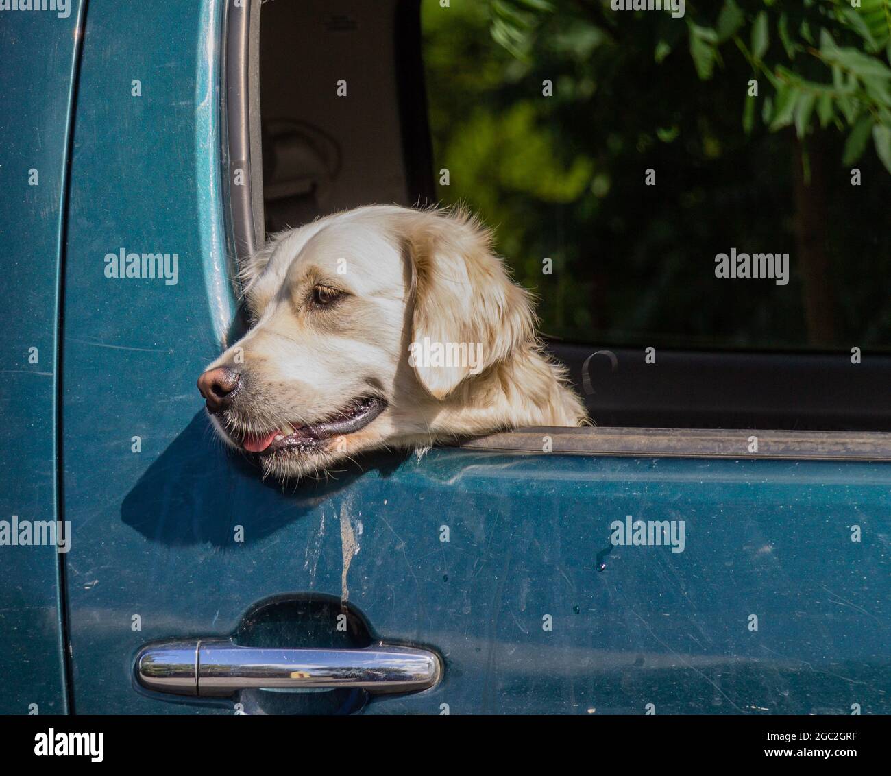 Golden Retriever Dog guardando fuori dalla finestra dell'auto Foto Stock