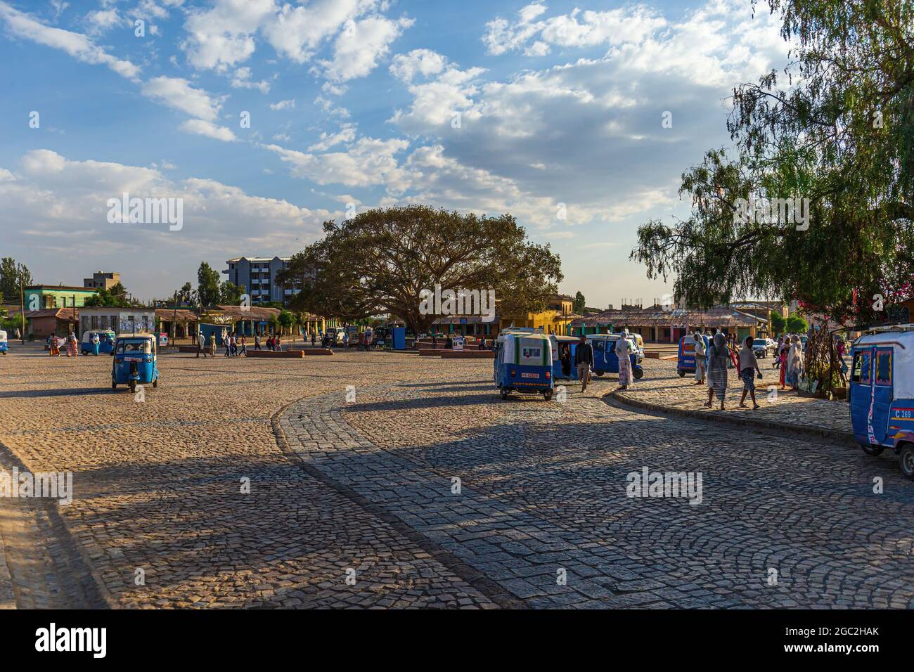 AKSUM, ETIOPIA - 24 GENNAIO 2020: Albero del fico alla piazza principale nel centro di Aksum in Etiopia Foto Stock