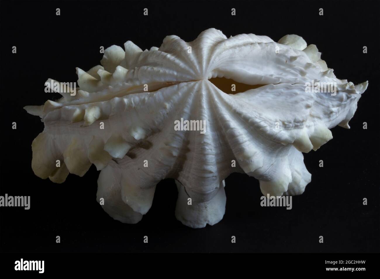 Una delle sole due specie di vongole giganti che si trovano nell'Oceano Indiano Occidentale, la vongola gigante ha scuti distintivi tra le grandi costolette. Foto Stock