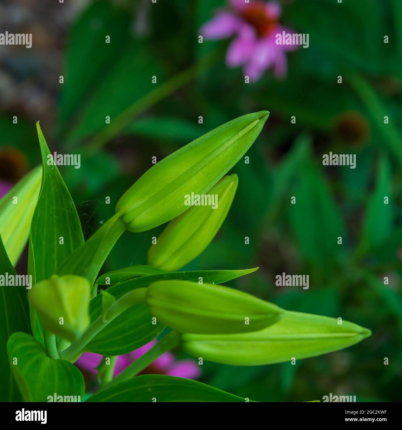 Un giglio stellato aspetta di aprirsi in un giardino. Foto Stock