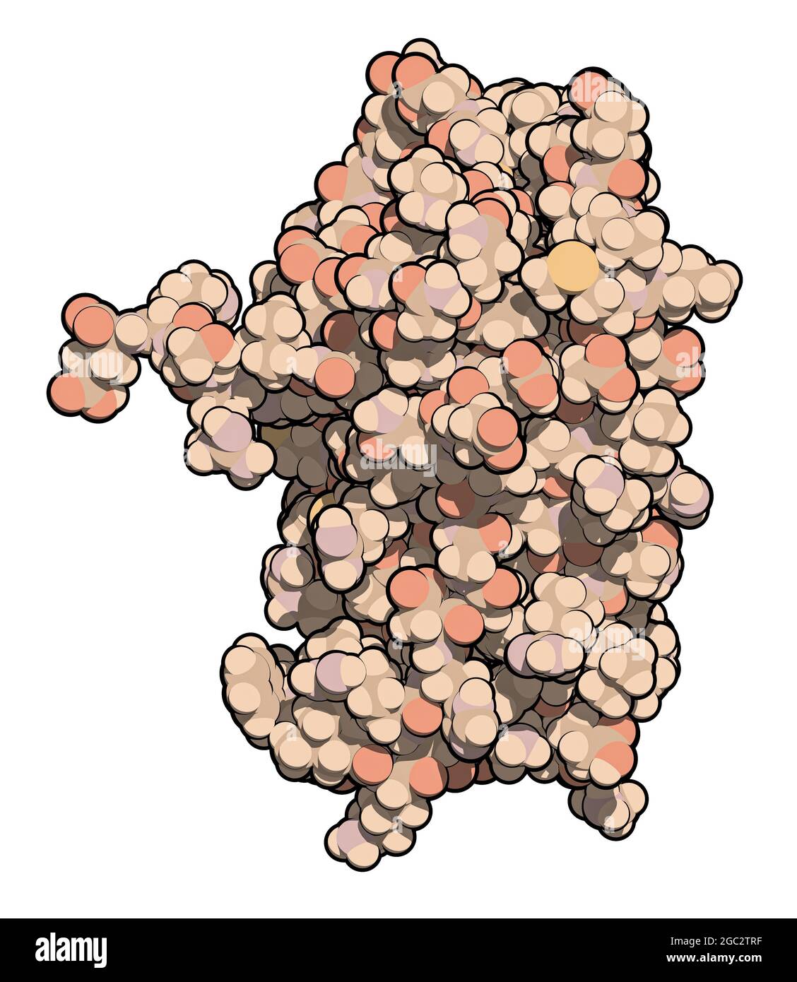 Molecola di interferone alfa 2a (IFNA2), rendering 3D. Pegilato AN Foto Stock