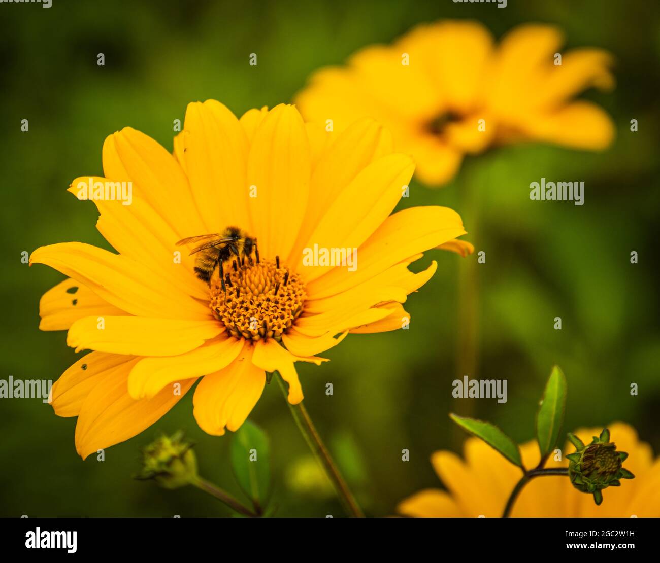 ape che impollinano un fiore giallo luminoso in un giardino estivo Foto Stock