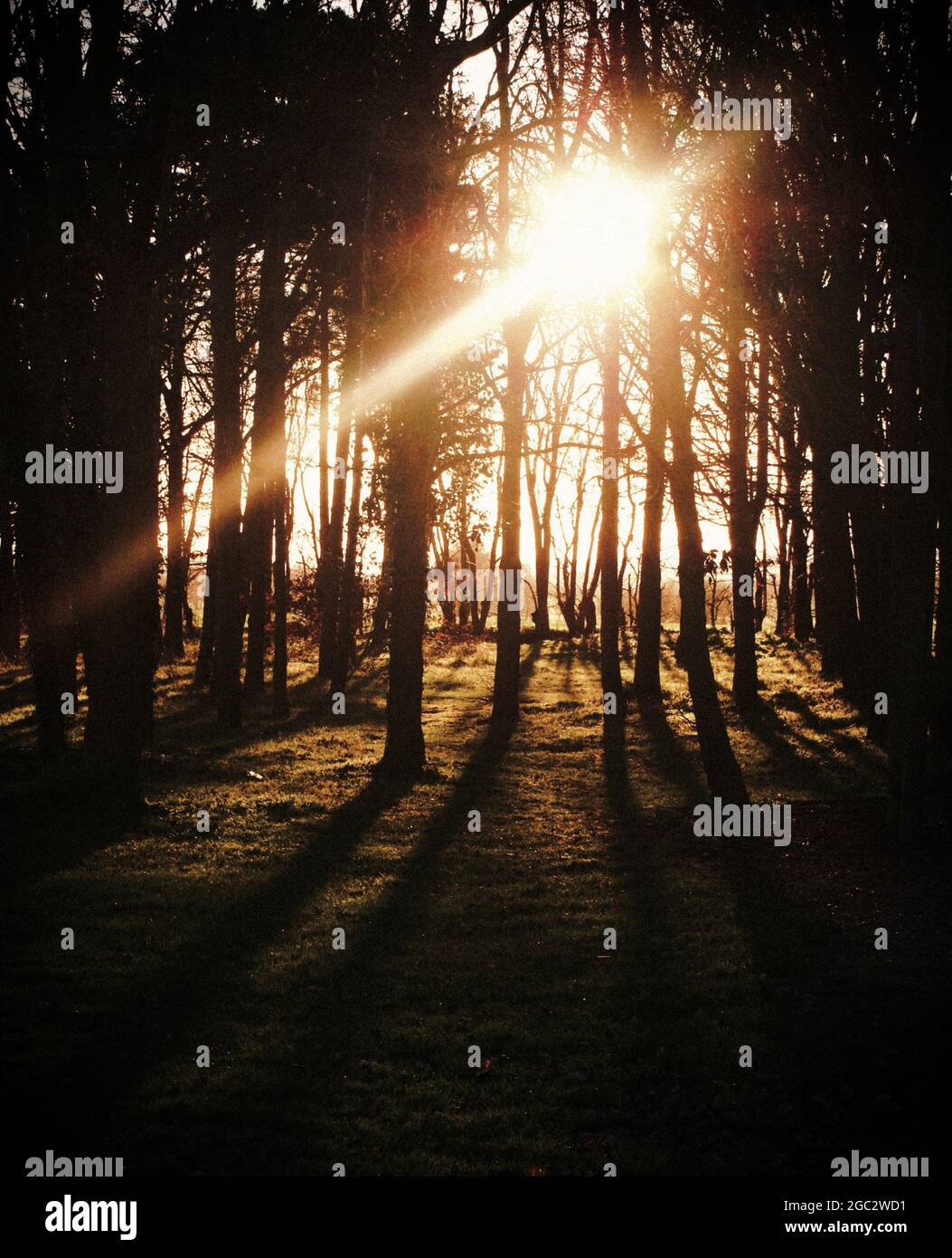 IL SOLE CHE SI STAGLIA TRA GLI ALBERI IN UNA SERATA INVERNALE Foto Stock