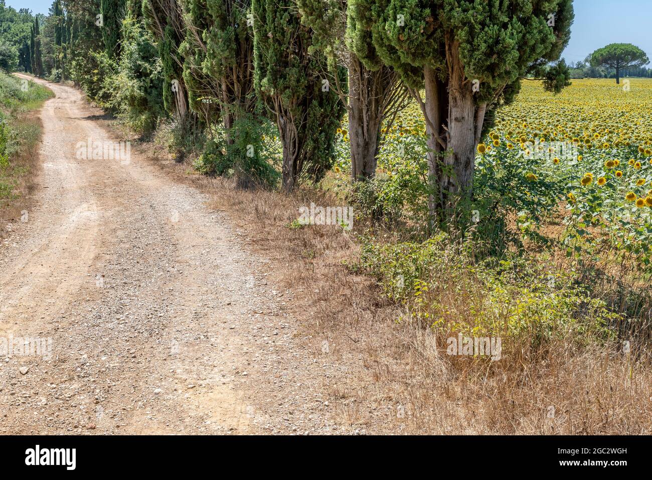 Una bianca strada di campagna, circondata da cipressi e girasoli nella campagna toscana di Bientina, Italia Foto Stock
