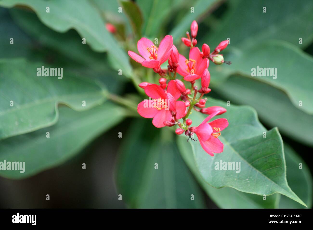 Fiori di Jatropha rosa (Jatropha integerrima) che fioriscono in un giardino Foto Stock