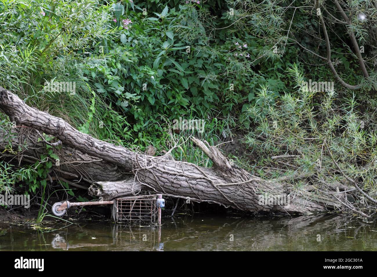 River Pollution un carrello per lo shopping scartato lungo la riva del fiume Wye vicino Hereford UK agosto 2021 Foto Stock