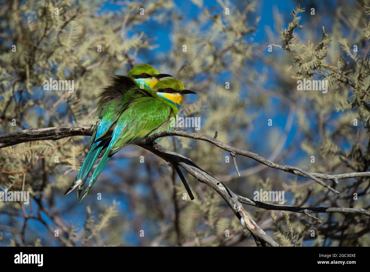 Swallow-tailed i gruccioni, Merops hirundineus, Kgalagadi Parco transfrontaliero, Sud Africa Foto Stock