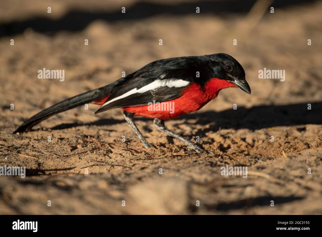 Gamberi allevati da Crimson, Laniarius atrococcineus, Kgalagadi TransFrontier Park, Sudafrica Foto Stock