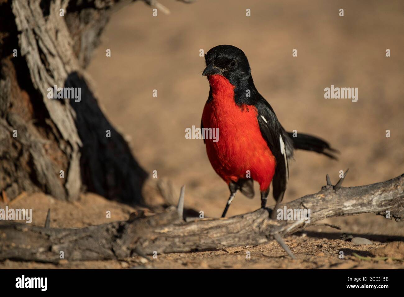 Gamberi allevati da Crimson, Laniarius atrococcineus, Kgalagadi TransFrontier Park, Sudafrica Foto Stock