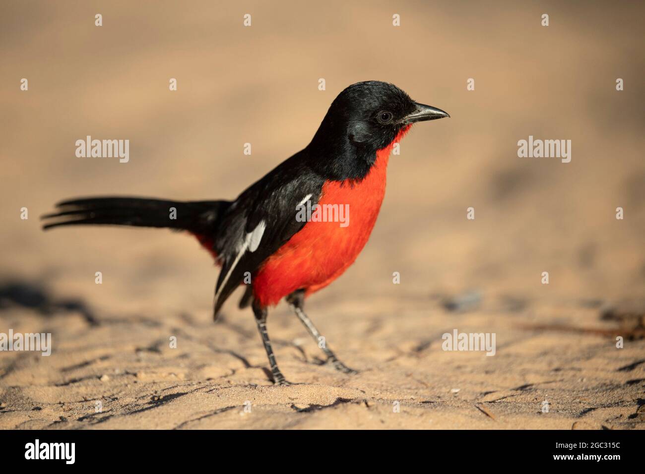Gamberi allevati da Crimson, Laniarius atrococcineus, Kgalagadi TransFrontier Park, Sudafrica Foto Stock