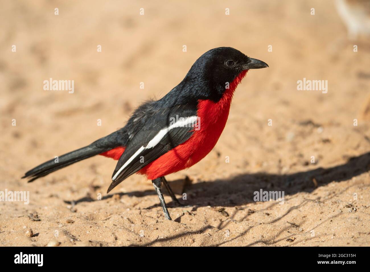 Gamberi allevati da Crimson, Laniarius atrococcineus, Kgalagadi TransFrontier Park, Sudafrica Foto Stock