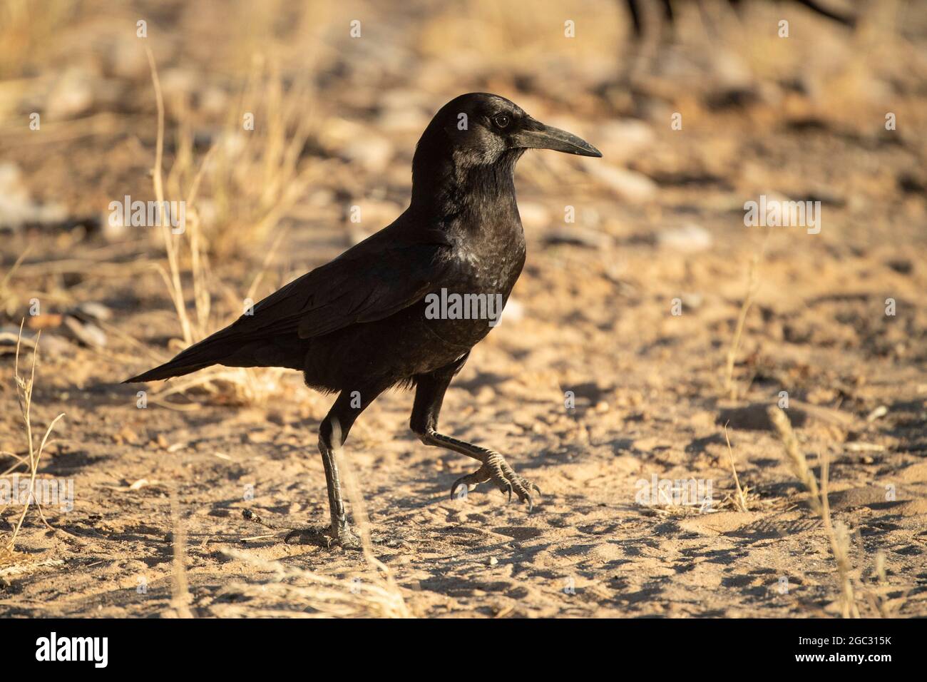 Capo corvo, Corvus capensis, Kgalagadi Tranfrontiera Park, Sudafrica Foto Stock