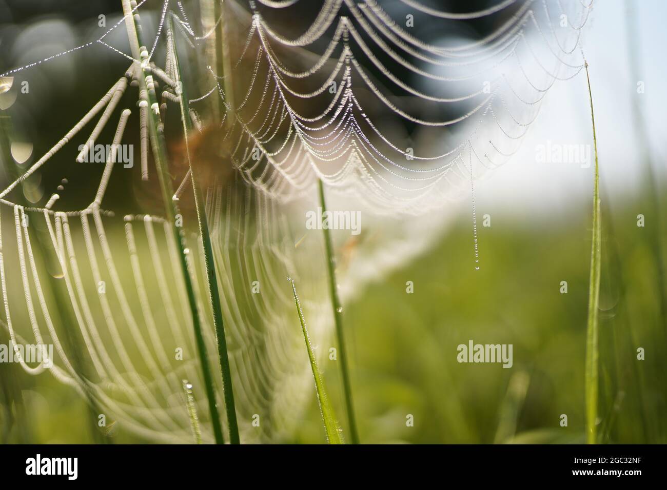 Spider Web con gocce di rugiada Foto Stock