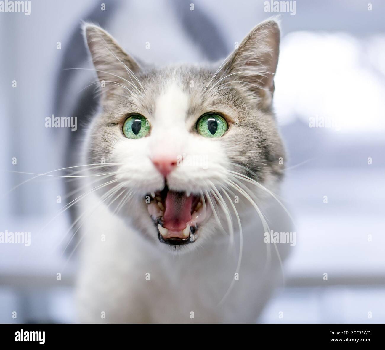 Un gatto shorthair meowing o vocalizing con la sua bocca larga aperta Foto Stock