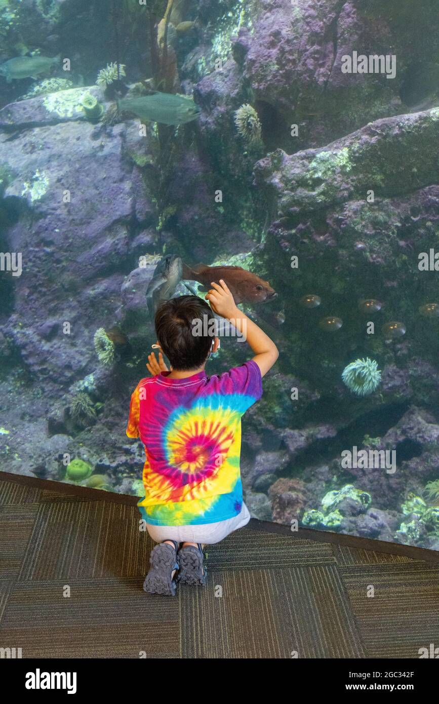 Ragazzo che guarda il pesce in vasca, Seattle Aquarium, Washington state, USA Foto Stock