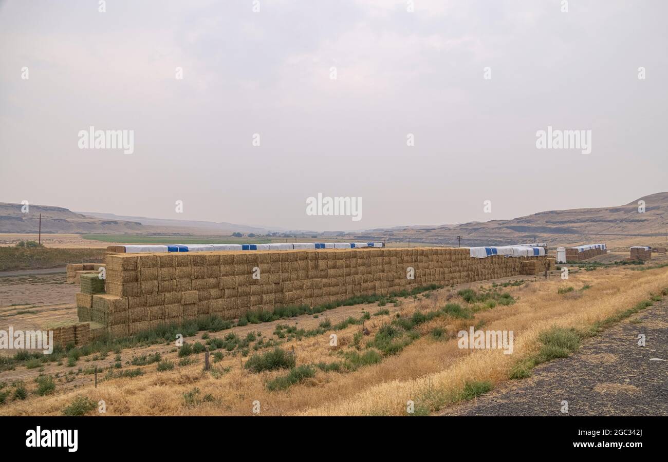 Balle di fieno di erba medica impilate per morire in fattoria, Palouse zona, Washington Stato, Stati Uniti Foto Stock