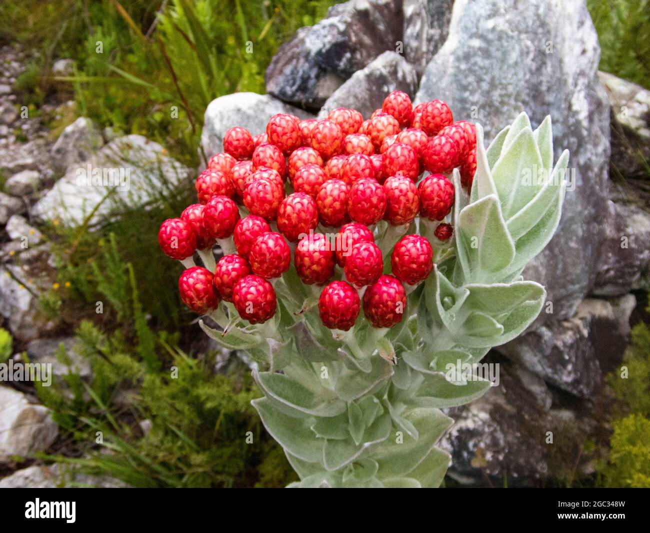 Strawberry everlasting, Syncarpha eximia, Outeniqua Montagne, Garden Route, Sud Africa Foto Stock
