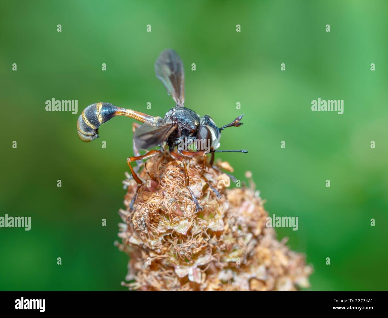 Le rufie di Physocephala volano sulla testa di mare, mimico di vespa. Foto Stock