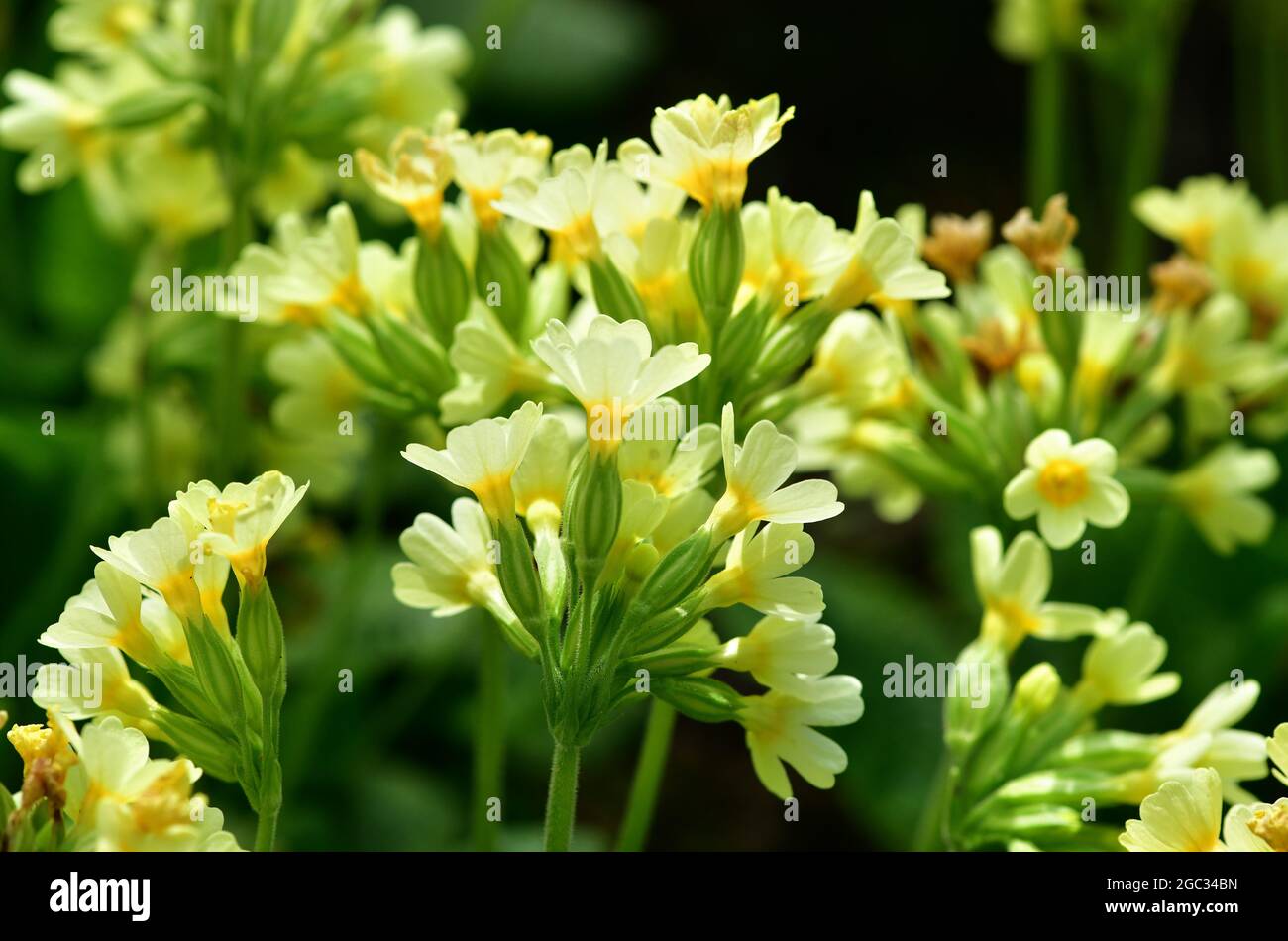 Oxlip o True Oxlip (Primula Elatior) fiorendo in un giardino. Foto Stock