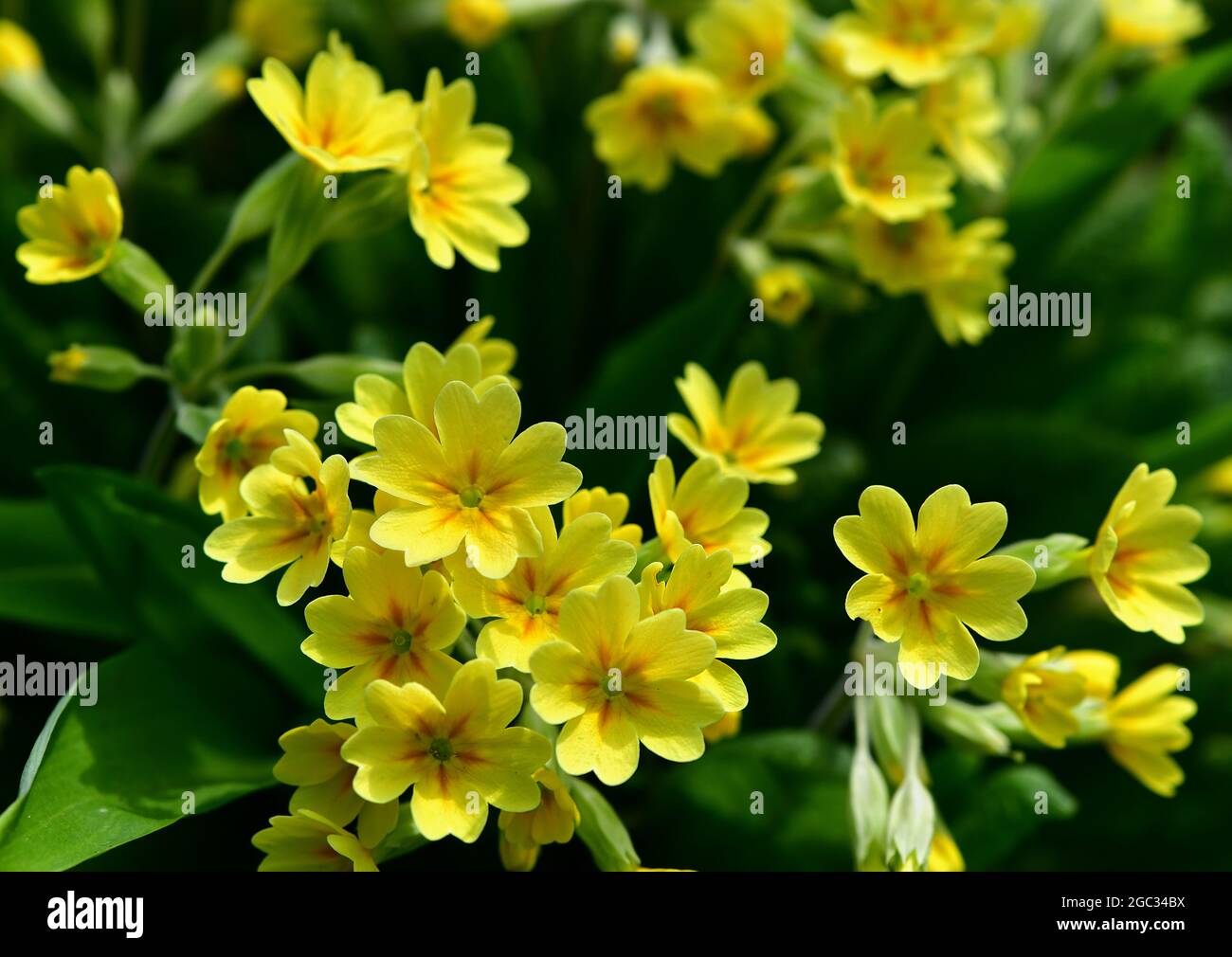 Cowslip Primula (Primula veris) fiorente in primavera Foto Stock