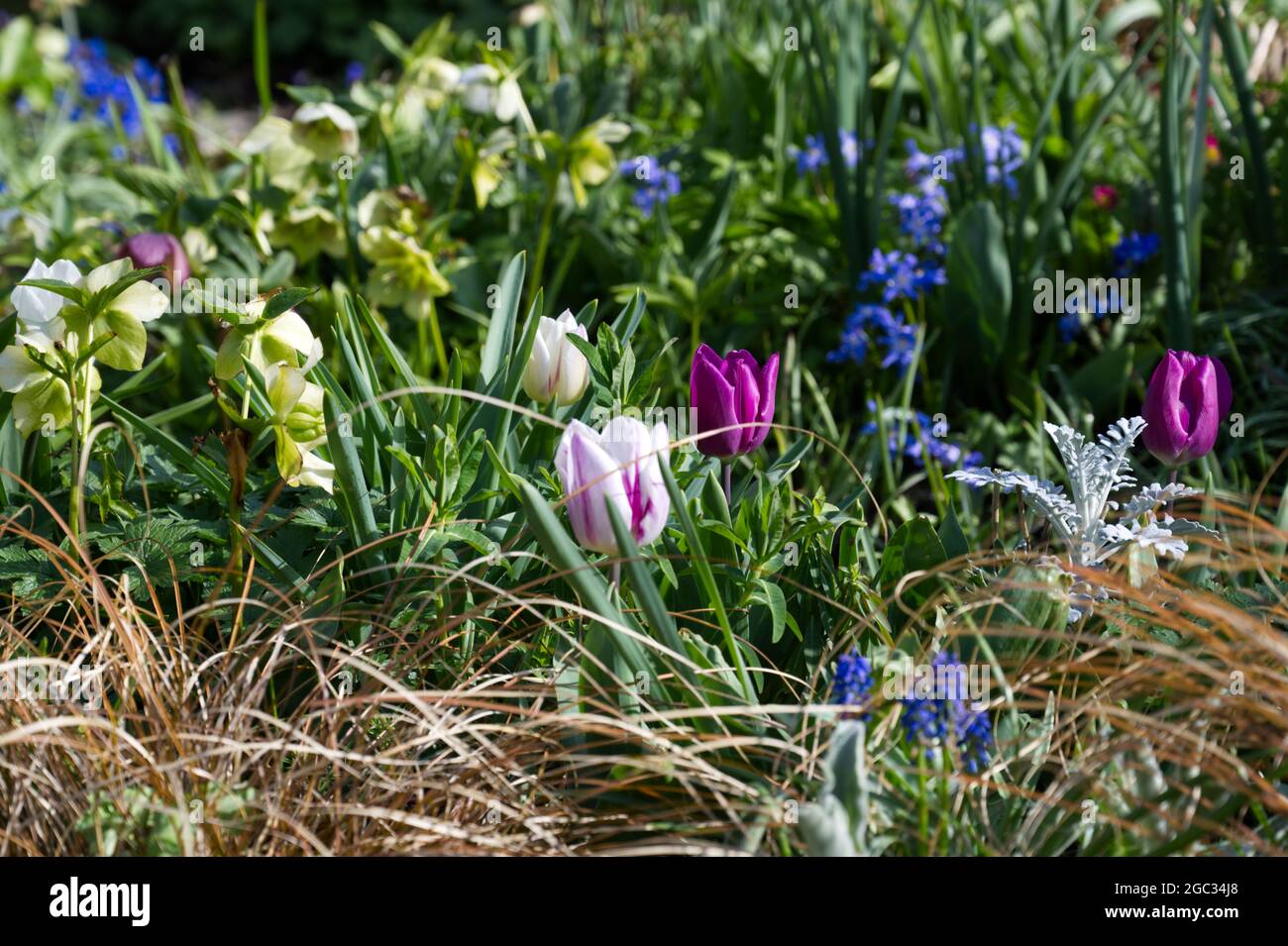 Tulipani viola e Flaming Flag, ellebores e altri fiori primavera con bronzo carex erba in un giardino di primavera impostazione UK marzo Foto Stock