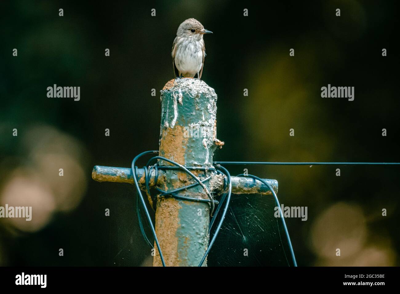 Primo piano di un flycatcher puntato seduto su un filo su uno sfondo scuro Foto Stock